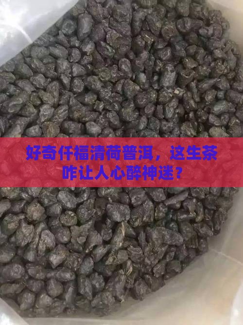 仟福清荷普洱茶生茶