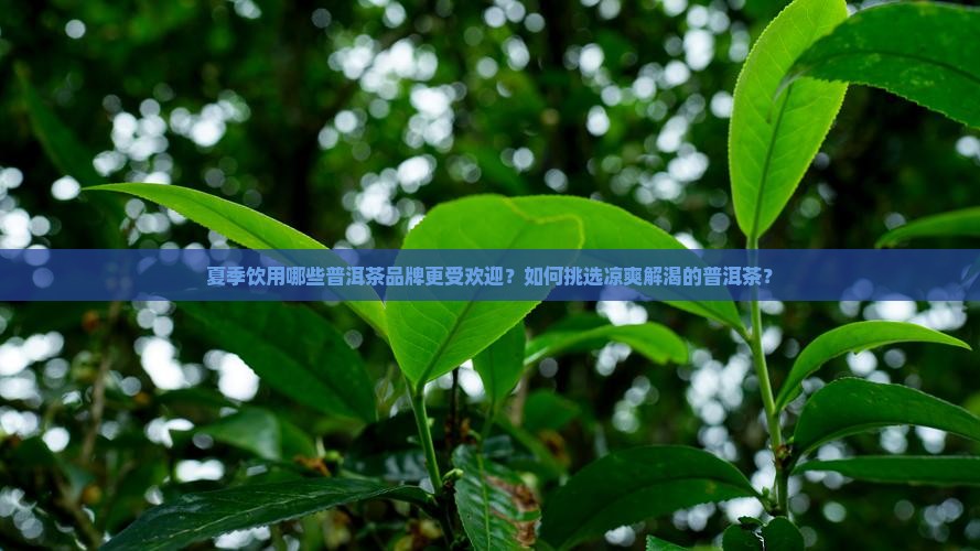 适合夏天的普洱茶品牌有哪些