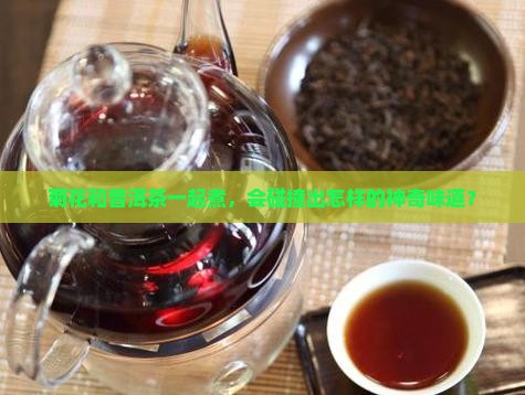 菊花可以和普洱茶一起煮吗
