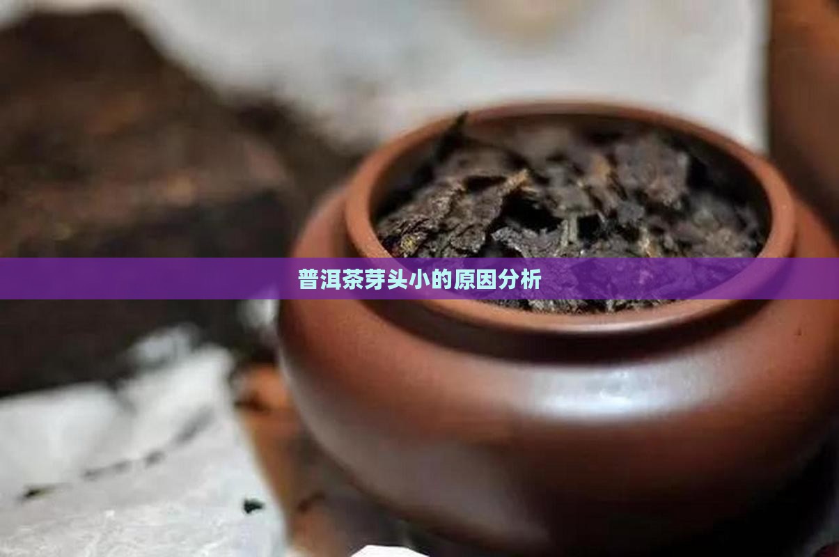 普洱茶芽头小的原因