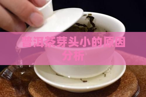 普洱茶芽头小的原因