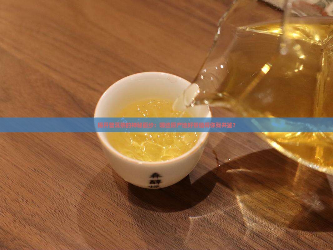 普洱茶原产地好茶分享