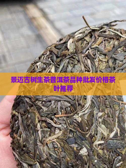 景迈古树茶生茶