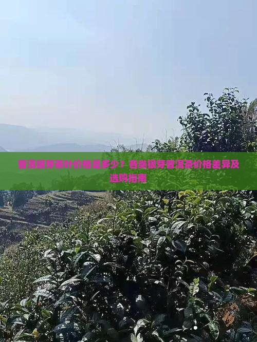 银芽普洱茶叶价格多少 银芽普洱茶叶价格多少