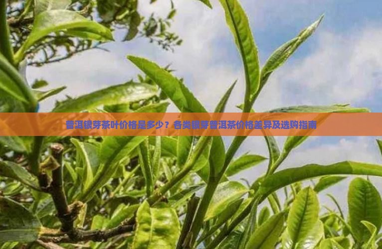 银芽普洱茶叶价格多少 银芽普洱茶叶价格多少