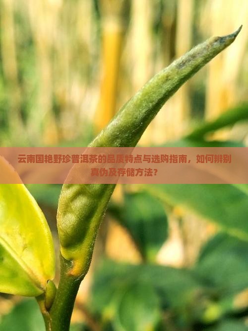 云南国艳野珍普洱茶