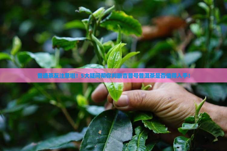 吉普号普洱茶可以买吗