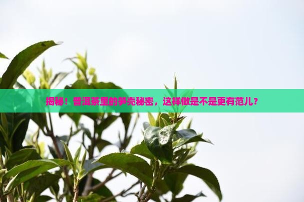普洱茶如何包笋壳