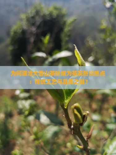 澜沧大雪山茶叶