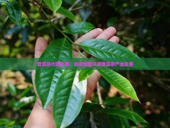靠谱熟普洱茶代理招商