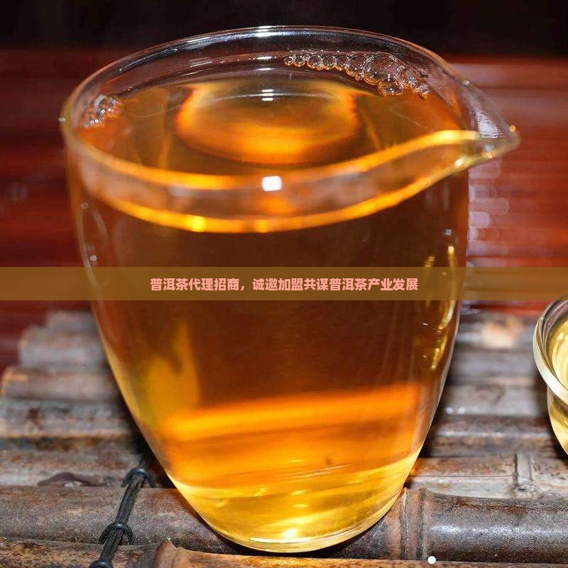 靠谱熟普洱茶代理招商
