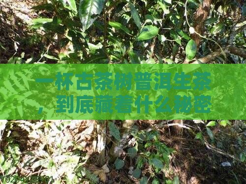古茶树普洱生茶