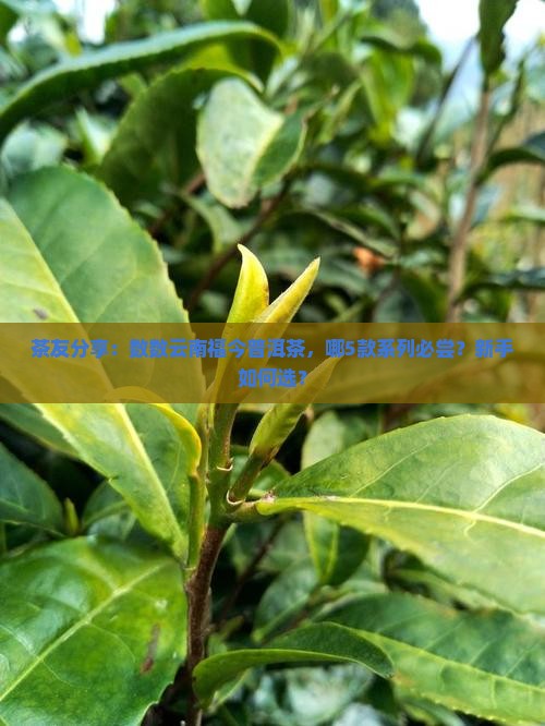 云南福今普洱茶各系列产品