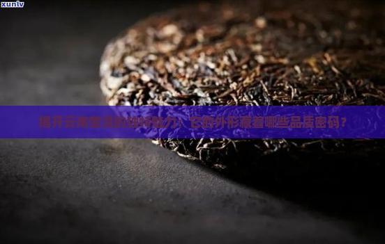 云南普洱茶外形的品质特点