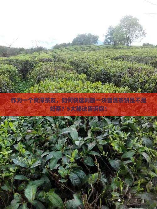鉴别熟普洱茶饼的好坏