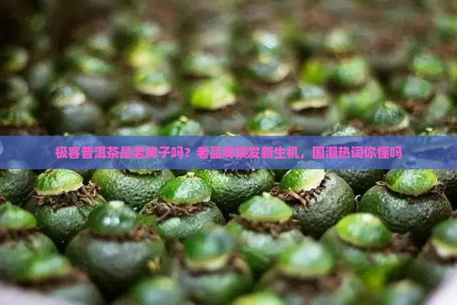 极客普洱茶是老牌子吗