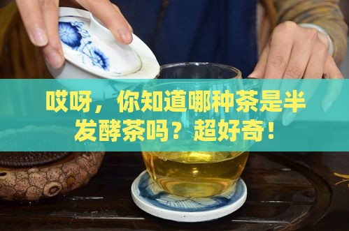 以下哪种茶是半发酵茶