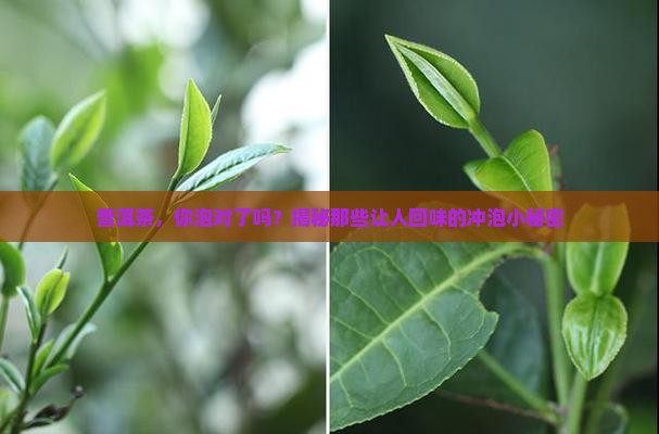 泡普洱茶的描述语
