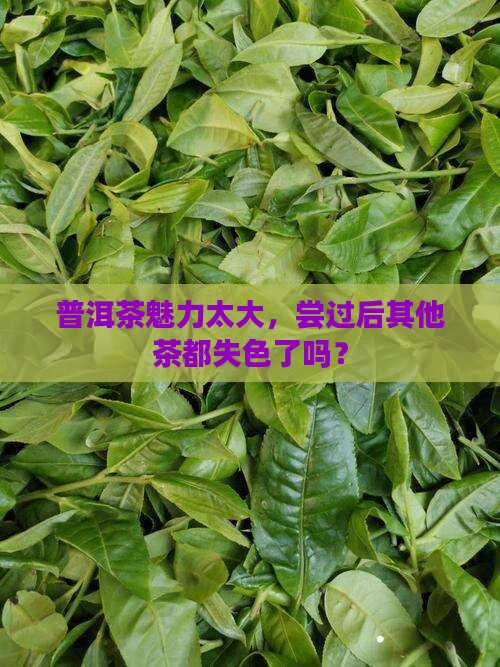 喝普洱茶后不想喝其他茶了
