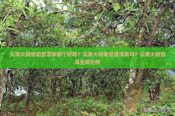 云南大树茶和普洱茶哪个好