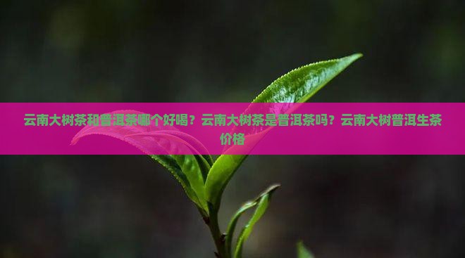 云南大树茶和普洱茶哪个好
