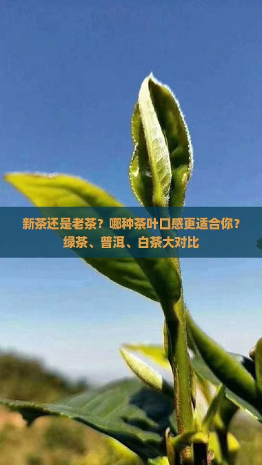 茶叶喝新茶还是老茶