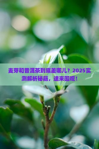麦芽和普洱茶的区别是什么 麦芽和普洱茶的区别是什么