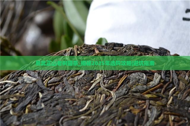 易武正山老树圆茶
