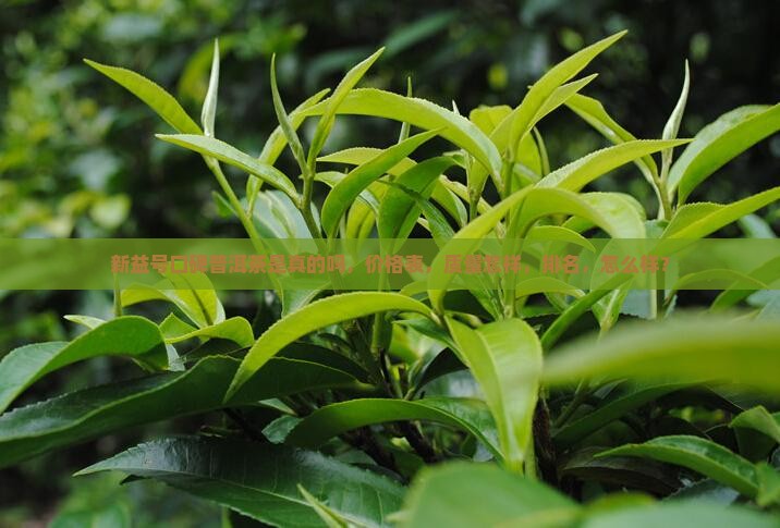 新益号口碑普洱茶