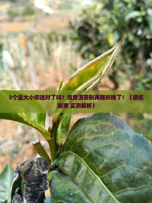 普洱茶泡茶用多大壶