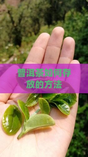 普洱茶需要怎样存放