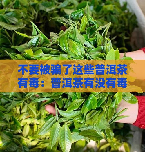 不要被骗了这些普洱茶有毒