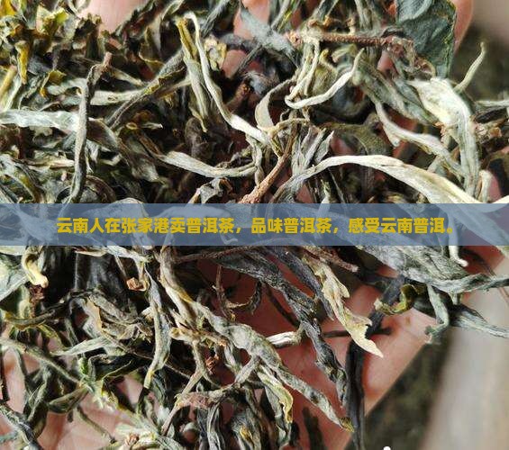 云南人在张家港卖普洱茶