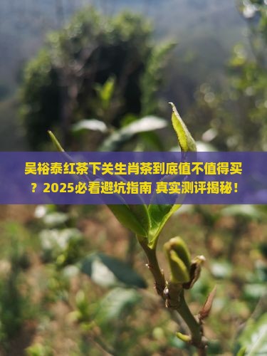 吴裕泰红茶下关生肖茶怎么样