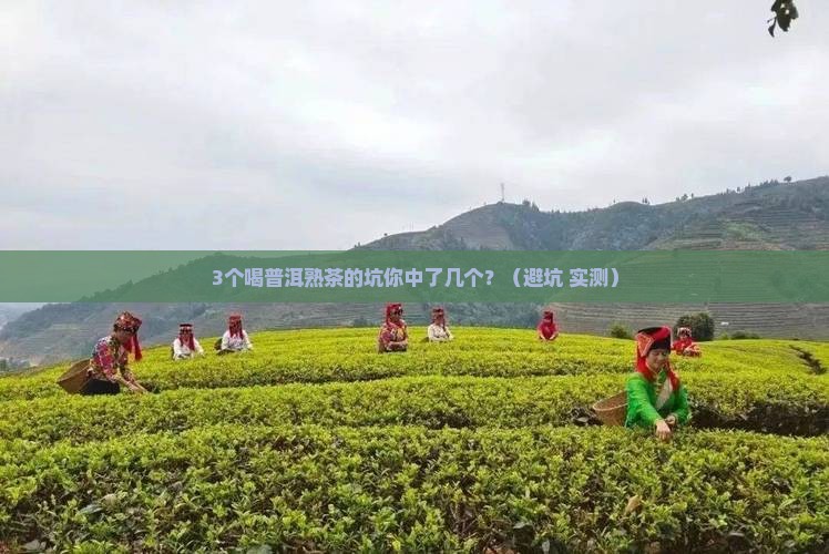好喝普洱茶熟茶推荐