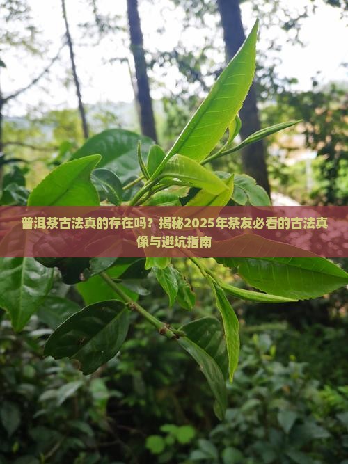 普洱茶古法真的存在吗 普洱茶古法真的存在吗