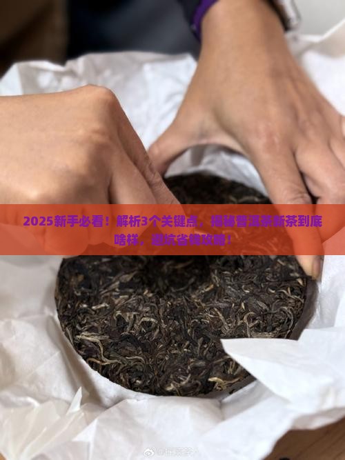 什么是普洱茶新茶