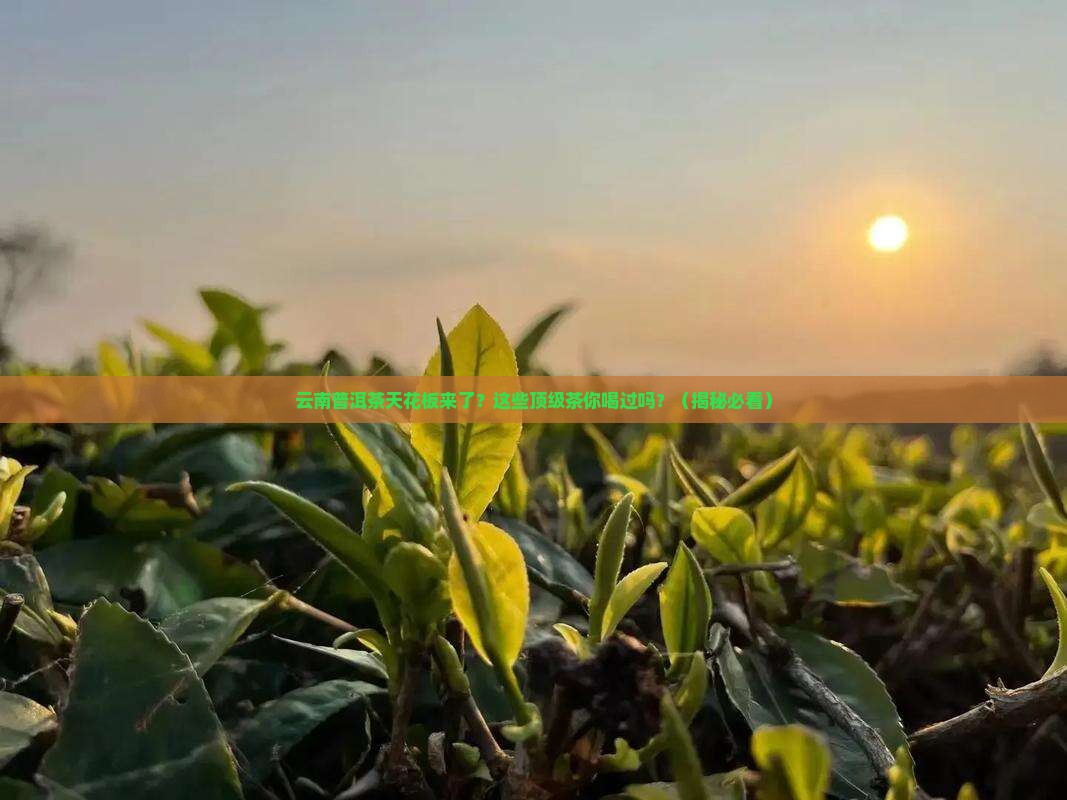 云南普洱茶最高的几种茶