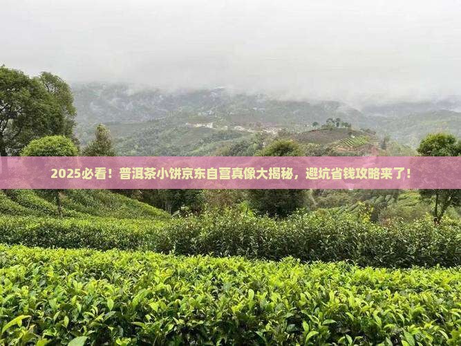普洱茶小饼京东自营是真的吗