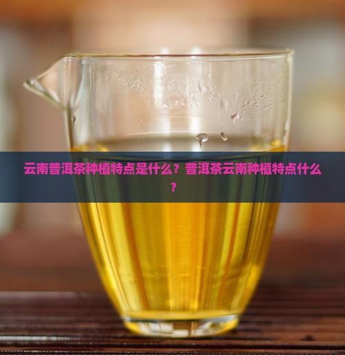 云南普洱茶种植特点是什么