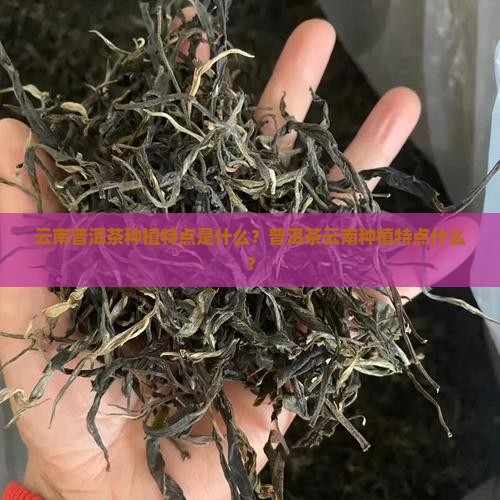 云南普洱茶种植特点是什么