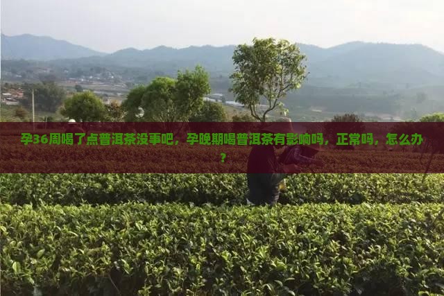 孕36周喝了点普洱茶没事吧