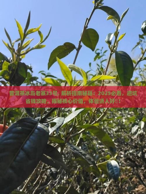 普洱茶冰岛老寨33号