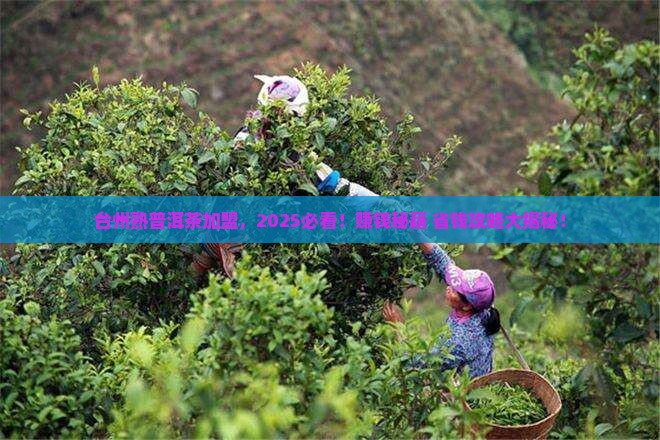 台州熟普洱茶渠道加盟代理