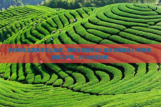 茶叶倒花盆里发霉怎么处理 茶叶倒花盆里发霉怎么处理