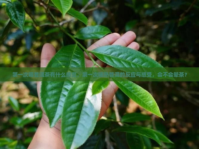 第一次喝普洱茶有什么感觉 第一次喝普洱茶有什么感觉