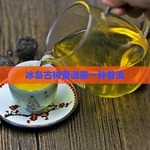 冰岛产区古树茶