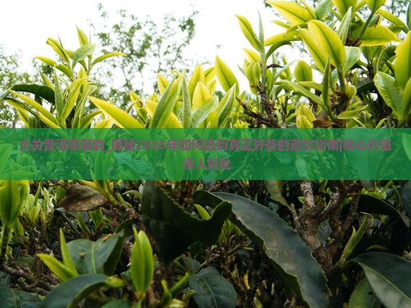 大关普洱茶藤韵