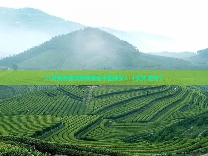 八马茶劲普洱茶