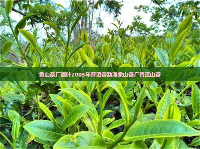 象山茶厂傣叶2005年